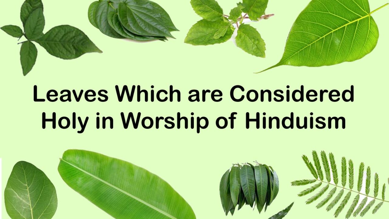 ਸਿਰਫ਼ ਪੂਜਾ ਲਈ ਹੀ ਨਹੀਂ, ਸਿਹਤ ਲਈ ਵੀ ‘ਅੰਮ੍ਰਿਤ’ ਹੈ ਬੇਲ ਪੱਤਰ; ਜਾਣੋ ਇਸ ਦੇ ਹੈਰਾਨੀਜਨਕ ਫ਼ਾਇਦੇ ਅਤੇ ਵਰਤੋਂ ਦੇ ਤਰੀਕੇ